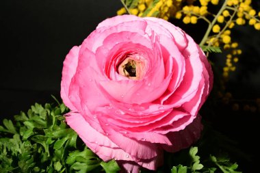 Karanlık arka planda güzel bahar çiçekleri. bahar konsepti.