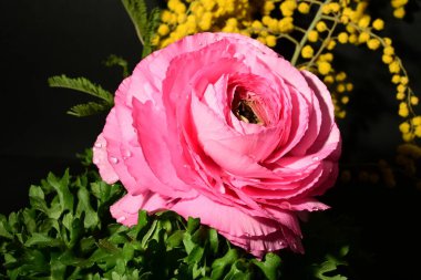 Karanlık arka planda güzel bahar çiçekleri. bahar konsepti.