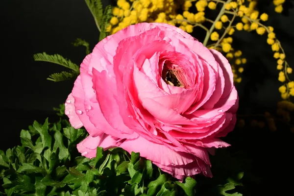 Karanlık arka planda güzel bahar çiçekleri. bahar konsepti.