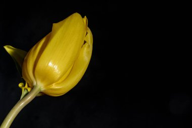 Karanlık arka planda güzel bir çiçek. bahar konsepti. 