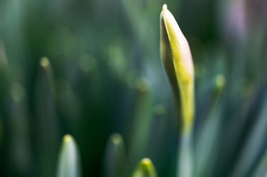 Bahar çiçekleri, bitkiler ve yapraklar.