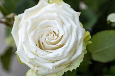 Karanlık arka planda güzel bir çiçek. bahar konsepti. 