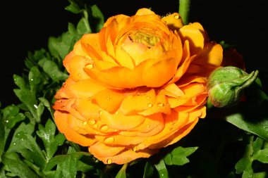 Karanlık arka planda güzel bir çiçek. bahar konsepti. 