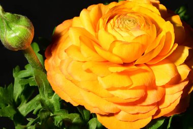 Karanlık arka planda güzel bir çiçek. bahar konsepti. 