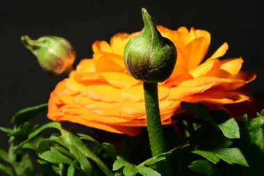 Karanlık arka planda güzel çiçekler. bahar konsepti. 