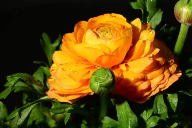 Karanlık arka planda güzel çiçekler. bahar konsepti. 