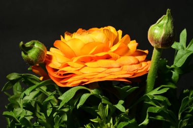 Karanlık arka planda güzel çiçekler. bahar konsepti. 