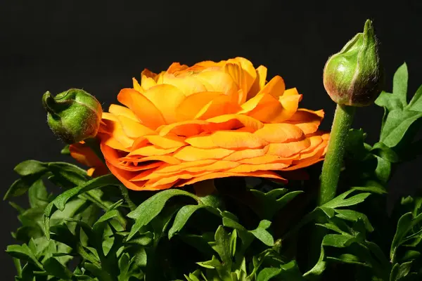 Karanlık arka planda güzel çiçekler. bahar konsepti. 