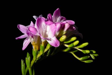 Karanlık arka planda güzel çiçekler. bahar konsepti. 