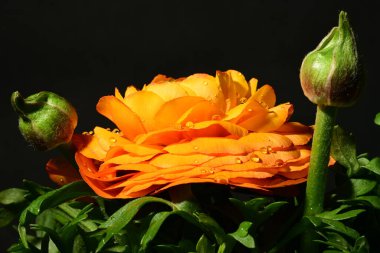 Karanlık arka planda güzel çiçekler. bahar konsepti. 