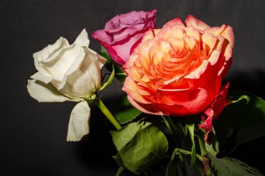 Karanlık arka planda güzel çiçekler. bahar konsepti. 