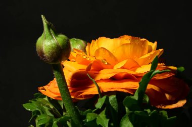 Güzel sarı gül çiçeği karanlıkta