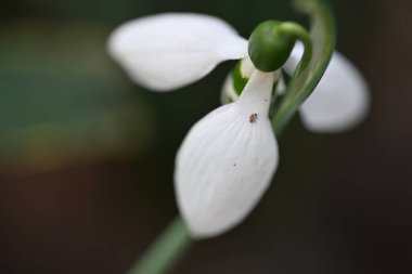 Bahçedeki güzel kardamlası çiçekleri