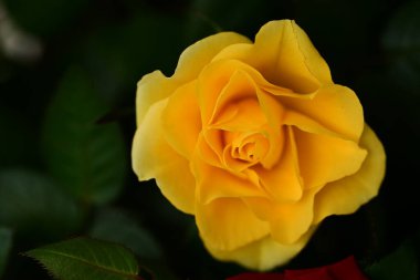 Güzel sarı gül çiçeği karanlıkta