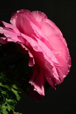 Karanlıkta güzel pembe gül çiçeği