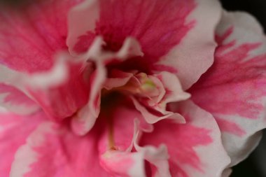 Bahçedeki güzel beyaz ve pembe çiçekler