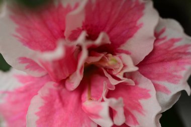 Bahçedeki güzel beyaz ve pembe çiçekler