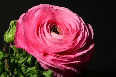 Karanlıkta güzel pembe gül çiçeği