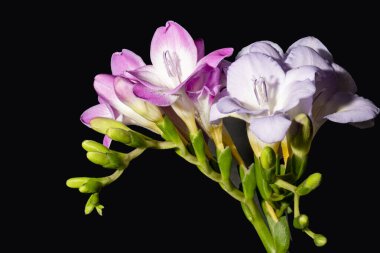 Güzel parlak çiçekleri kapat, Flora.