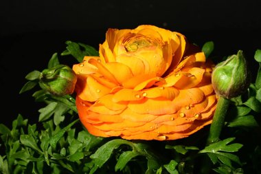 Güzel sarı gül çiçeği karanlıkta