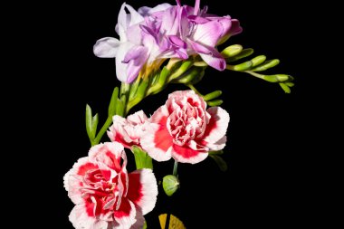 Güzel parlak çiçekleri kapat, Flora.