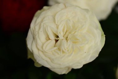 Karanlıkta güzel beyaz gül çiçeği