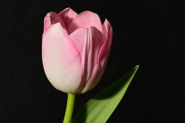 Koyu arkaplanda güzel bir lale, manzarayı kapat