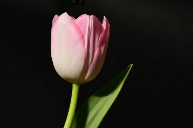 Koyu arkaplanda güzel bir lale, manzarayı kapat