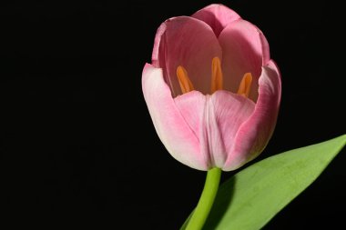 Koyu arkaplanda güzel bir lale, manzarayı kapat