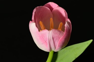 Koyu arkaplanda güzel bir lale, manzarayı kapat