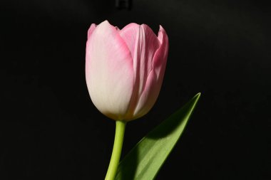 Koyu arkaplanda güzel bir lale, manzarayı kapat