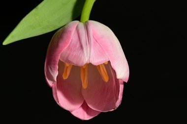 Koyu arkaplanda güzel bir lale, manzarayı kapat