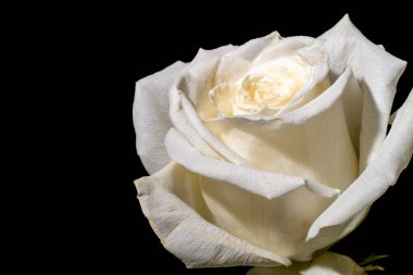 Karanlıkta güzel beyaz gül çiçeği