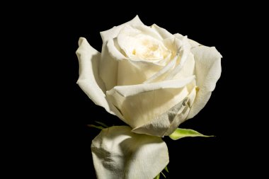 Karanlıkta güzel beyaz gül çiçeği