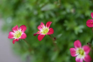 Güzel parlak çiçekleri kapat, Flora.