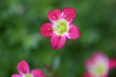 Güzel parlak çiçekleri kapat, Flora.
