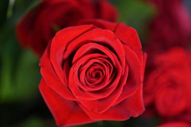 Güzel, parlak gül çiçeğine yaklaş, Flora.