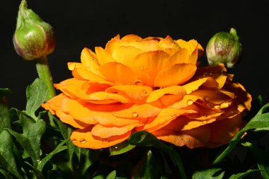 Güzel sarı gül çiçeği karanlıkta