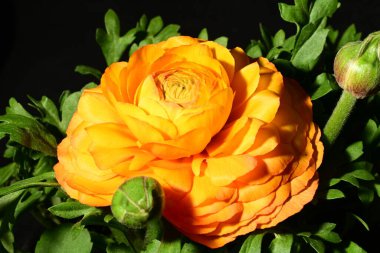 Güzel sarı gül çiçeği karanlıkta