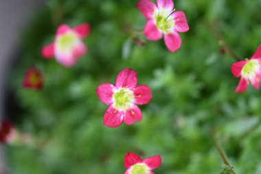 Güzel parlak çiçekleri kapat, Flora.