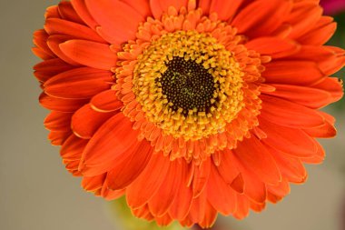 Güzel parlak çiçeğe yaklaş, Flora.