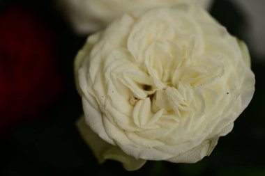 Güzel parlak çiçeğe yaklaş, Flora.