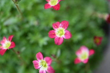 Güzel parlak çiçekleri kapat, Flora.