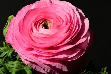 Karanlıkta güzel pembe gül çiçeği