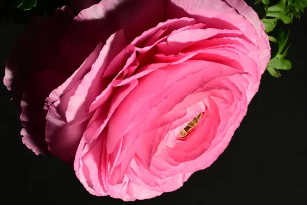 beautiful pink rose flower in the dark