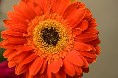 Güzel parlak çiçeğe yaklaş, Flora.