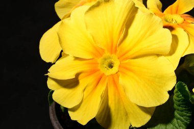 Güzel parlak çiçekleri kapat, Flora.