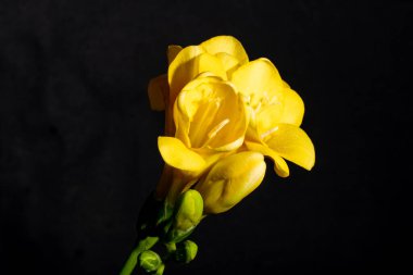 Güzel parlak çiçeğe yaklaş, Flora.