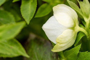 Güzel parlak çiçeğe yaklaş, Flora.
