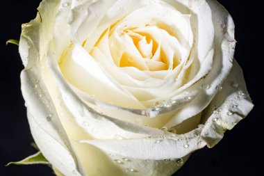 Karanlıkta güzel beyaz gül çiçeği